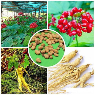 Hạt giống nhân sâm núi Trường Bạch Trung Quốc(60 hạt) - mùi thơm đặc trưng, giàu dinh dưỡng，k036