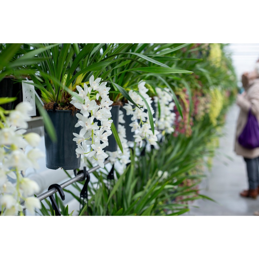 Lan  Sato Trắng ÚC  ( Cymbidium  White Australia)