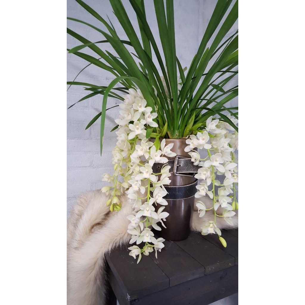 Lan  Sato Trắng ÚC  ( Cymbidium  White Australia)