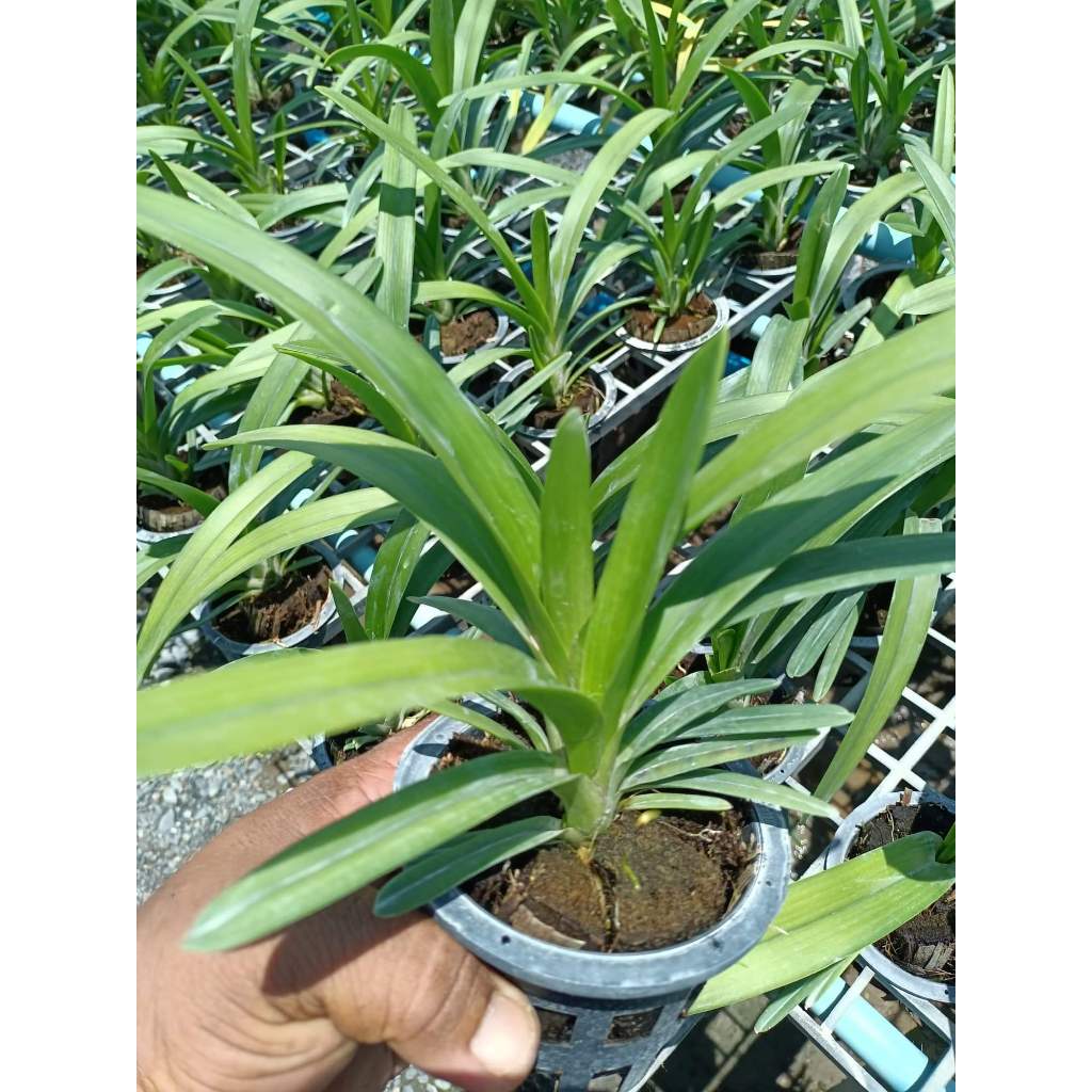 Lan  Sato Trắng ÚC  ( Cymbidium  White Australia)