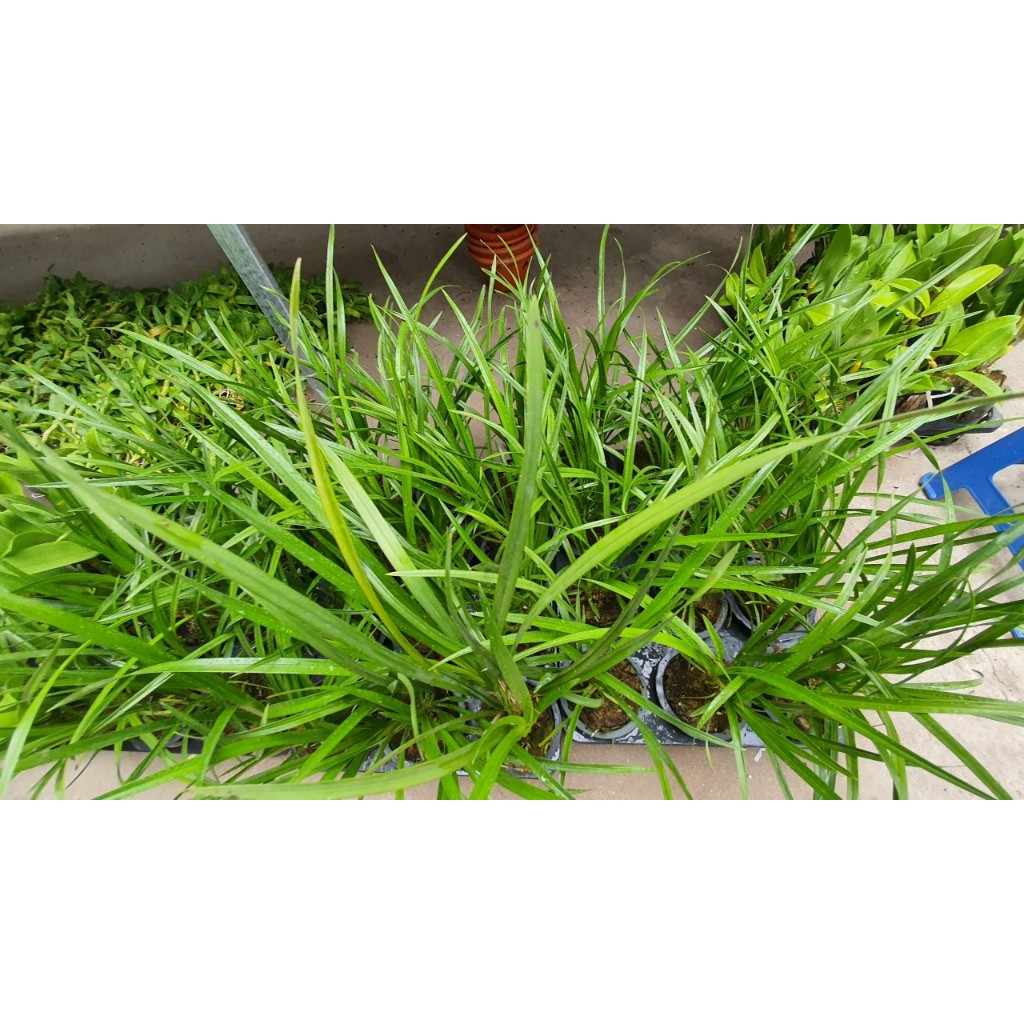 Lan  Sato Trắng ÚC  ( Cymbidium  White Australia)