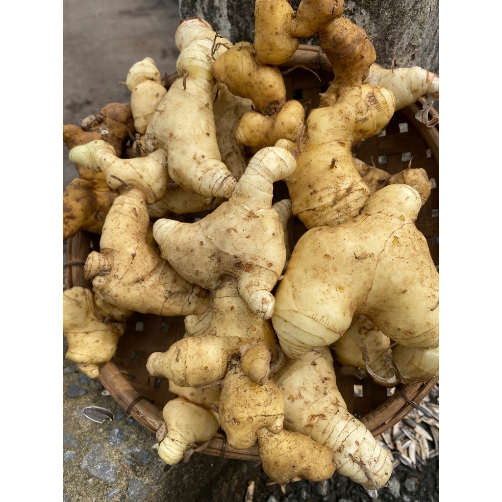 Củ Hoàng Tinh Tươi Nguyên Củ 1kg Chuẩn Rừng