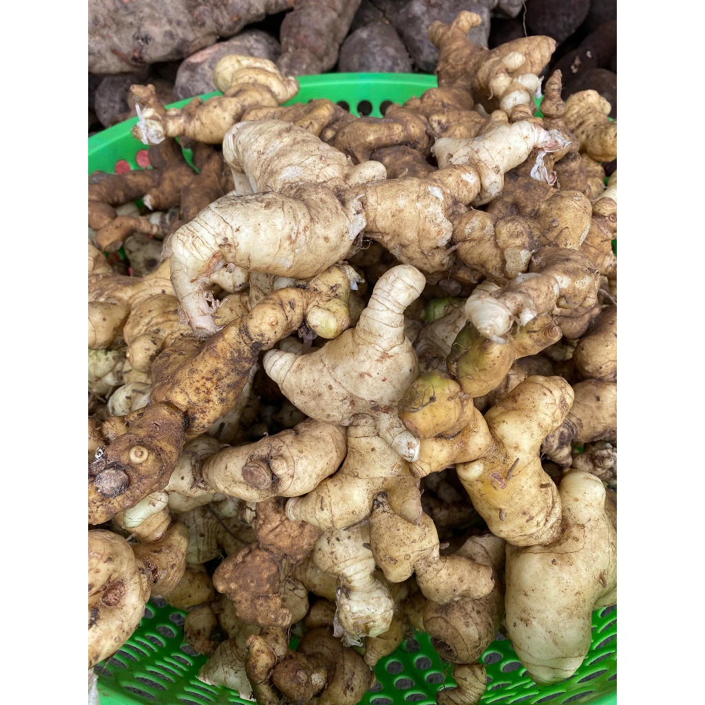 Củ Hoàng Tinh Tươi Nguyên Củ 1kg Chuẩn Rừng