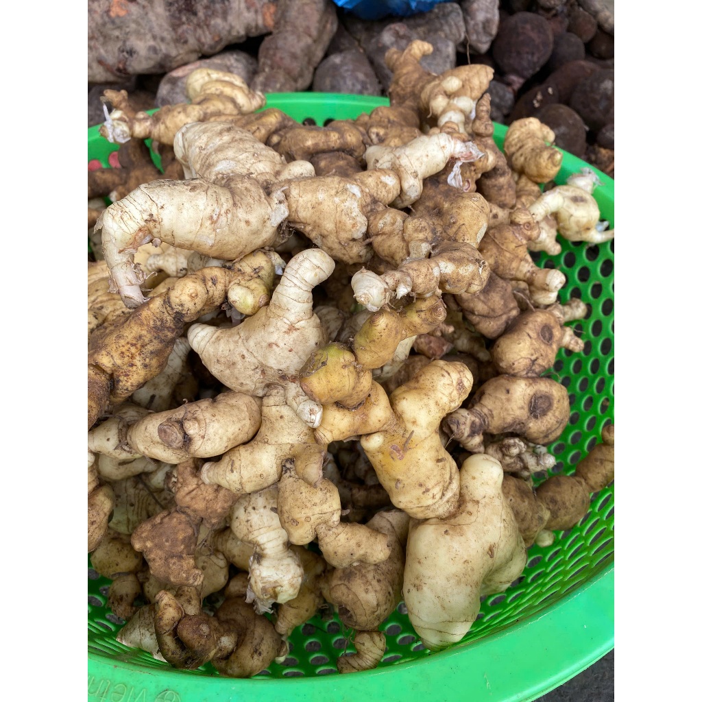 Củ Hoàng Tinh Tươi Nguyên Củ 1kg Chuẩn Rừng