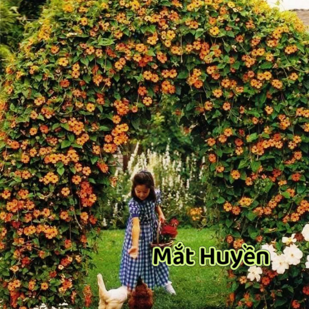 Hạt Giống Hoa Mắt Huyền Siêu Xinh  🥰 rất dễ trồng
