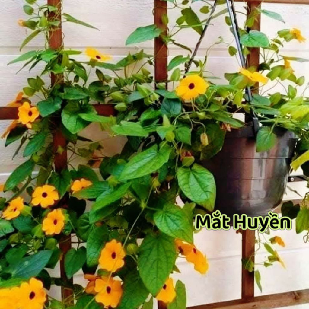 Hạt Giống Hoa Mắt Huyền Siêu Xinh  🥰 rất dễ trồng