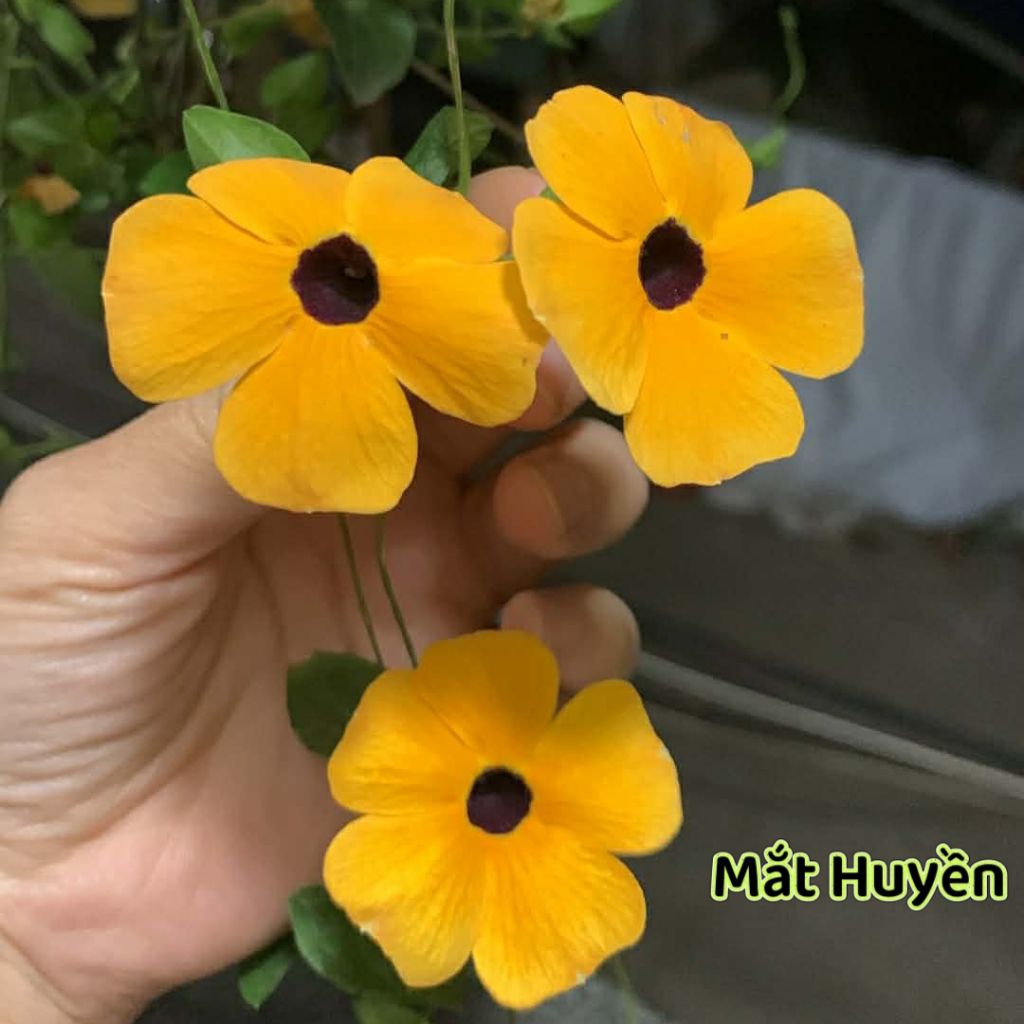 Hạt Giống Hoa Mắt Huyền Siêu Xinh  🥰 rất dễ trồng