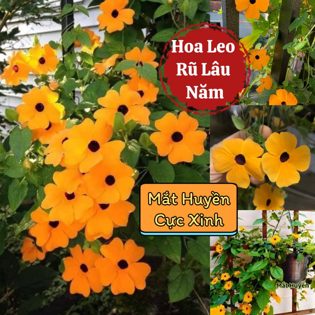 { siêu Xinh} Hạt Giống Hoa Mắt Huyền Cực Dễ Trồng Sai Hoa Quanh Năm, Hàng Tuyển Chọn Chất Lượng