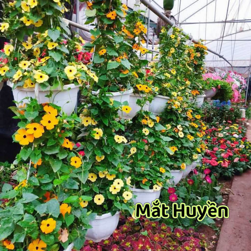 { siêu Xinh} Hạt Giống Hoa Mắt Huyền Cực Dễ Trồng Sai Hoa Quanh Năm, Hàng Tuyển Chọn Chất Lượng