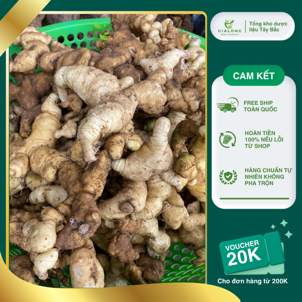 Củ Hoàng Tinh Tươi Nguyên Củ 1kg Chuẩn Rừng