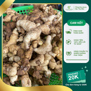 Củ Hoàng Tinh Tươi Nguyên Củ 1kg Chuẩn Rừng