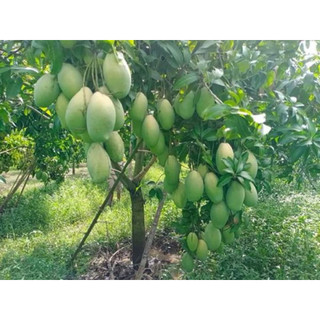 (200g) Phân bón NPK 20-20-20 PROFARM N20 nhập khẩu Bỉ - Xanh lá, Tốt rễ, Nuôi Trái, Rau màu, Cây Ăn Trái