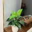 combo cây giả 40cm + chậu + sỏi ❤️ cây hoa giả decor