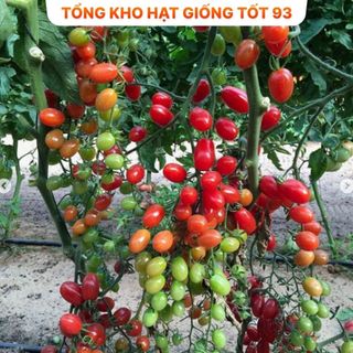 Hạt giống cà chua bi chùm siêu quả hàng công ty Loại 1