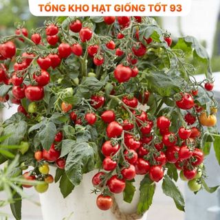Hạt giống cà chua bi chùm siêu quả hàng công ty Loại 1