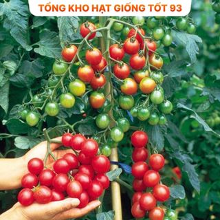Hạt giống cà chua bi chùm siêu quả hàng công ty Loại 1