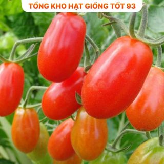 Hạt giống cà chua bi chùm siêu quả hàng công ty Loại 1
