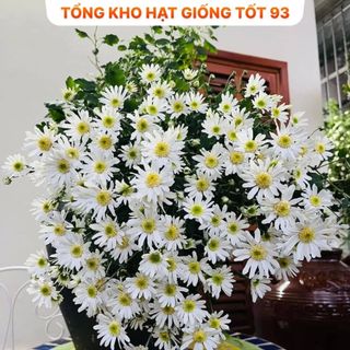 Hạt Giống Hoa Cúc Họa Mi Trồng Khu Chụp Ảnh -hàng công ty Loại 1