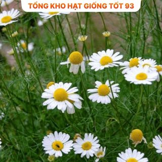 Hạt Giống Hoa Cúc Họa Mi Trồng Khu Chụp Ảnh -hàng công ty Loại 1
