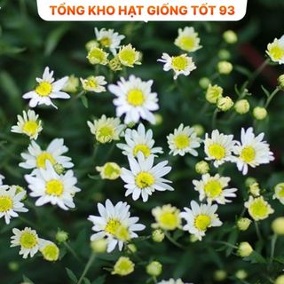 Hạt Giống Hoa Cúc Họa Mi Trồng Khu Chụp Ảnh -hàng công ty Loại 1