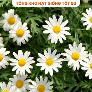 Hạt Giống Hoa Cúc Họa Mi Trồng Khu Chụp Ảnh -hàng công ty Loại 1