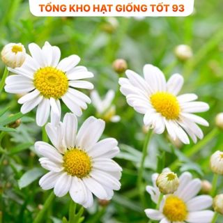 Hạt Giống Hoa Cúc Họa Mi Trồng Khu Chụp Ảnh -hàng công ty Loại 1