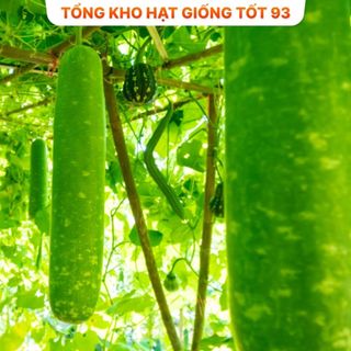 Hạt giống bầu sao siêu trái năng suất cao- hàng công ty Loại 1