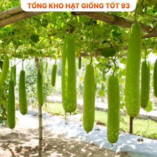 Hạt giống bầu sao siêu trái năng suất cao- hàng công ty Loại 1