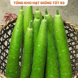 Hạt giống bầu sao siêu trái năng suất cao- hàng công ty Loại 1