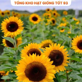 Hạt Giống Hoa Hướng Dương cao hàng công ty Loại 1
