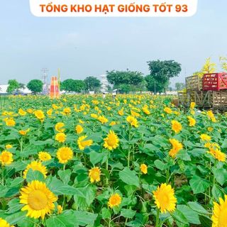 Hạt Giống Hoa Hướng Dương cao hàng công ty Loại 1