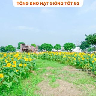 Hạt Giống Hoa Hướng Dương cao hàng công ty Loại 1