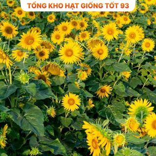 Hạt Giống Hoa Hướng Dương cao hàng công ty Loại 1