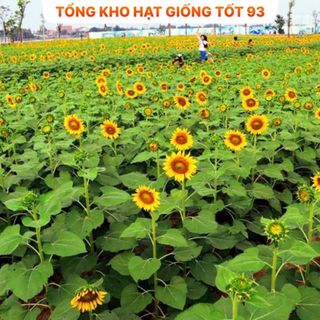 Hạt Giống Hoa Hướng Dương cao hàng công ty Loại 1