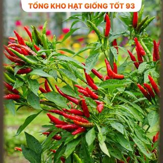Hạt giống Ớt chỉ thiên 0,1gram năng suất hàng công ty Loại 1
