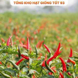 Hạt giống Ớt chỉ thiên 0,1gram năng suất hàng công ty Loại 1