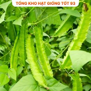 Hạt giống đậu rồng hàng công ty Loại 1
