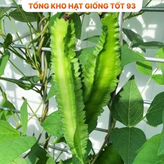 Hạt giống đậu rồng hàng công ty Loại 1