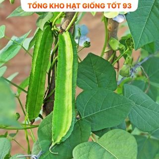 Hạt giống đậu rồng hàng công ty Loại 1