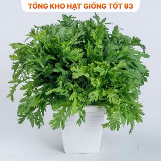 Hạt giống Rau Cải Cúc nếp - hàng công ty F1