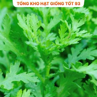 Hạt giống Rau Cải Cúc nếp - hàng công ty F1