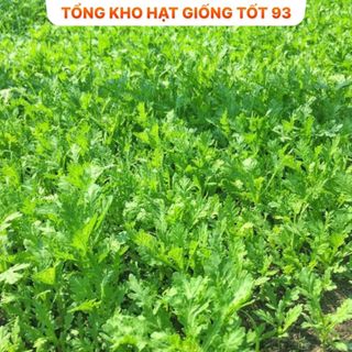 Hạt giống Rau Cải Cúc nếp - hàng công ty F1