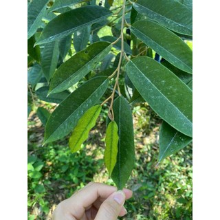 Chặn đọt 24h và Kali hữu cơ, chặn đọt, mở lá già lá nhanh cho sầu riêng