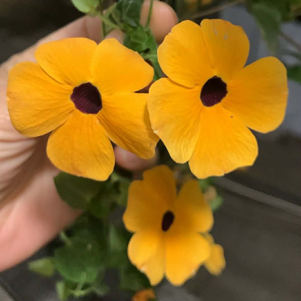 Hạt Giống Hoa Mắt Huyền Siêu Xinh  🥰 rất dễ trồng
