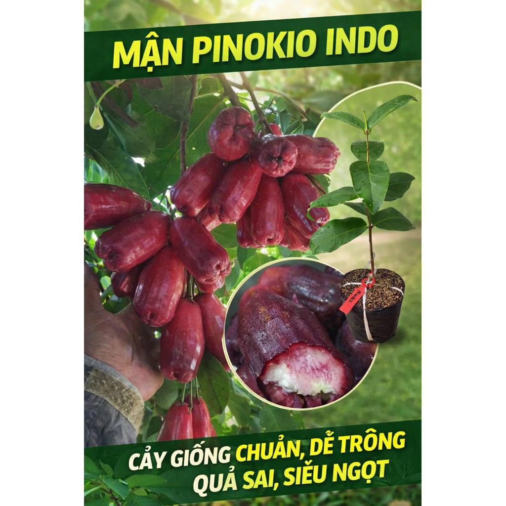 CÂY GIỐNG MẬN PINOKIO INDO – TRÁI DÀI, SIÊU NGỌT, RẤT SAI TRÁI.
