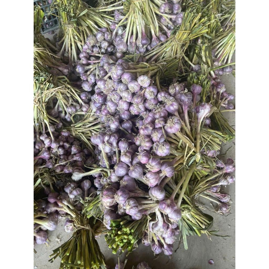 2kg Tỏi Tím Bắc loại 1 - củ chắc, màu tím đẹp, còn nguyên dây để treo ...