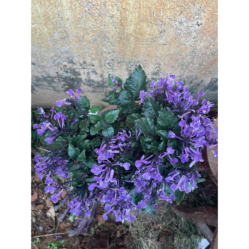 Chậu cây Mona lavender ( Oải hương Mona) cao 30cm, tán tròn. Trang trí sân vườn