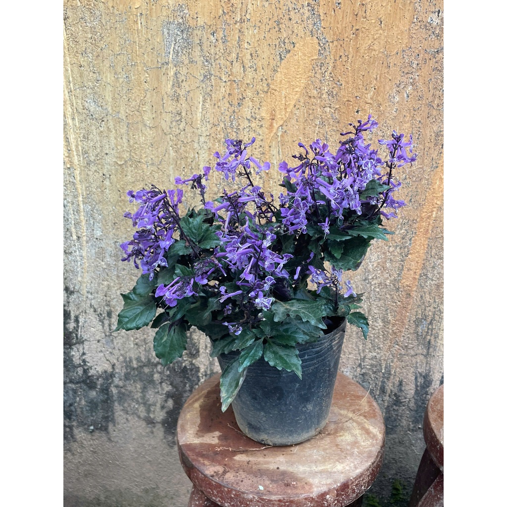 Chậu cây Mona lavender ( Oải hương Mona) cao 30cm, tán tròn. Trang trí sân vườn