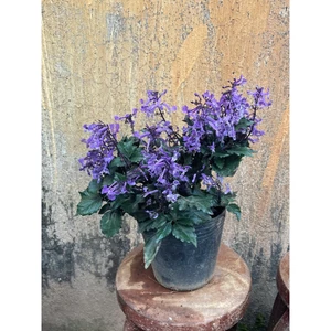Chậu cây Mona lavender ( Oải hương Mona) cao 30cm, tán tròn. Trang trí sân vườn