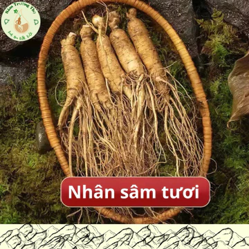 1 Củ nhân sâm tươi còn nguyên đất_Nhân sâm núi trường bạch